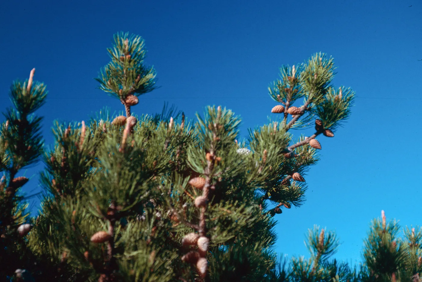 Pinus remorata, ridge North of Black Mountain, Santa Rosa Island