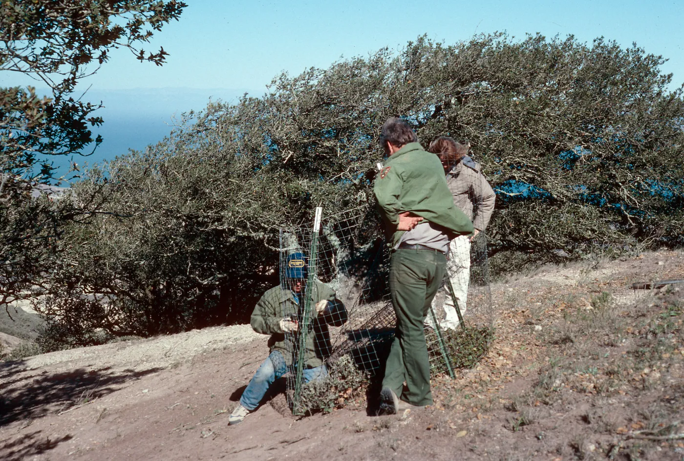 Oak exclosures, Black Mountain, Santa Rosa Island