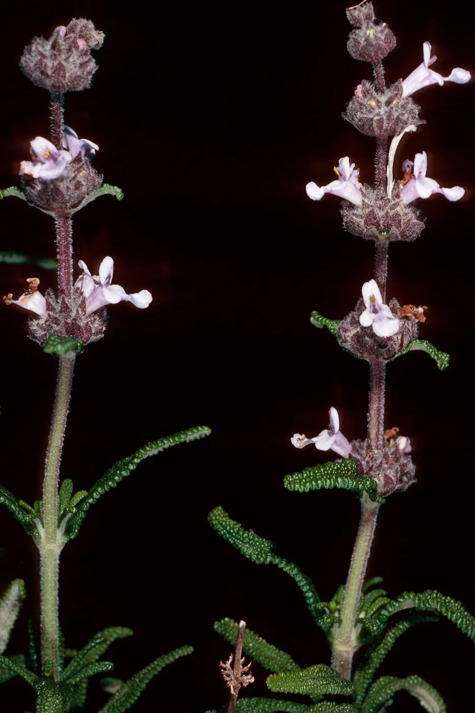 Salvia brandegeei, East of Johnsons Lee, Santa Rosa Island
