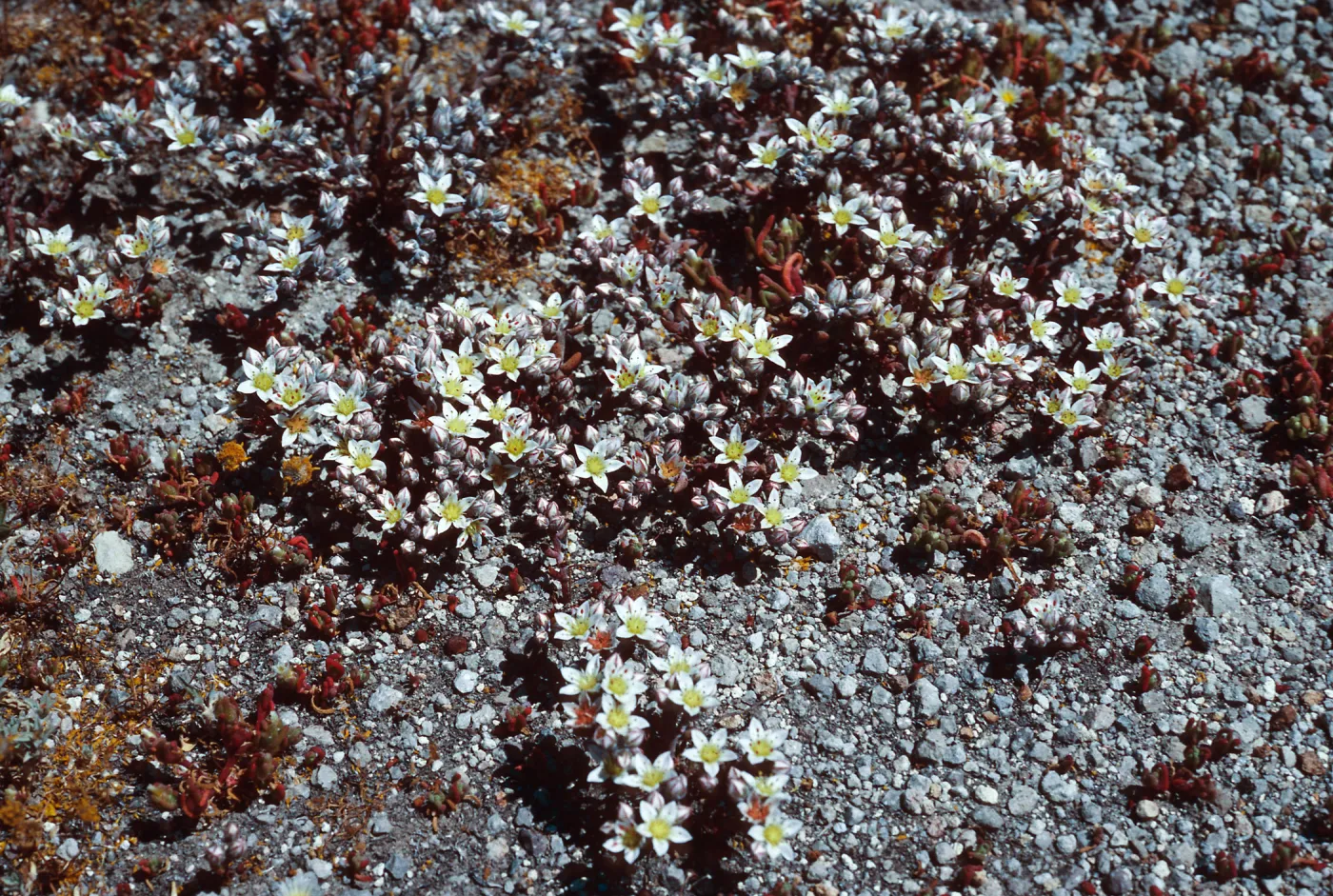 Dudleya blochmaniae insularis, Santa Rosa Island