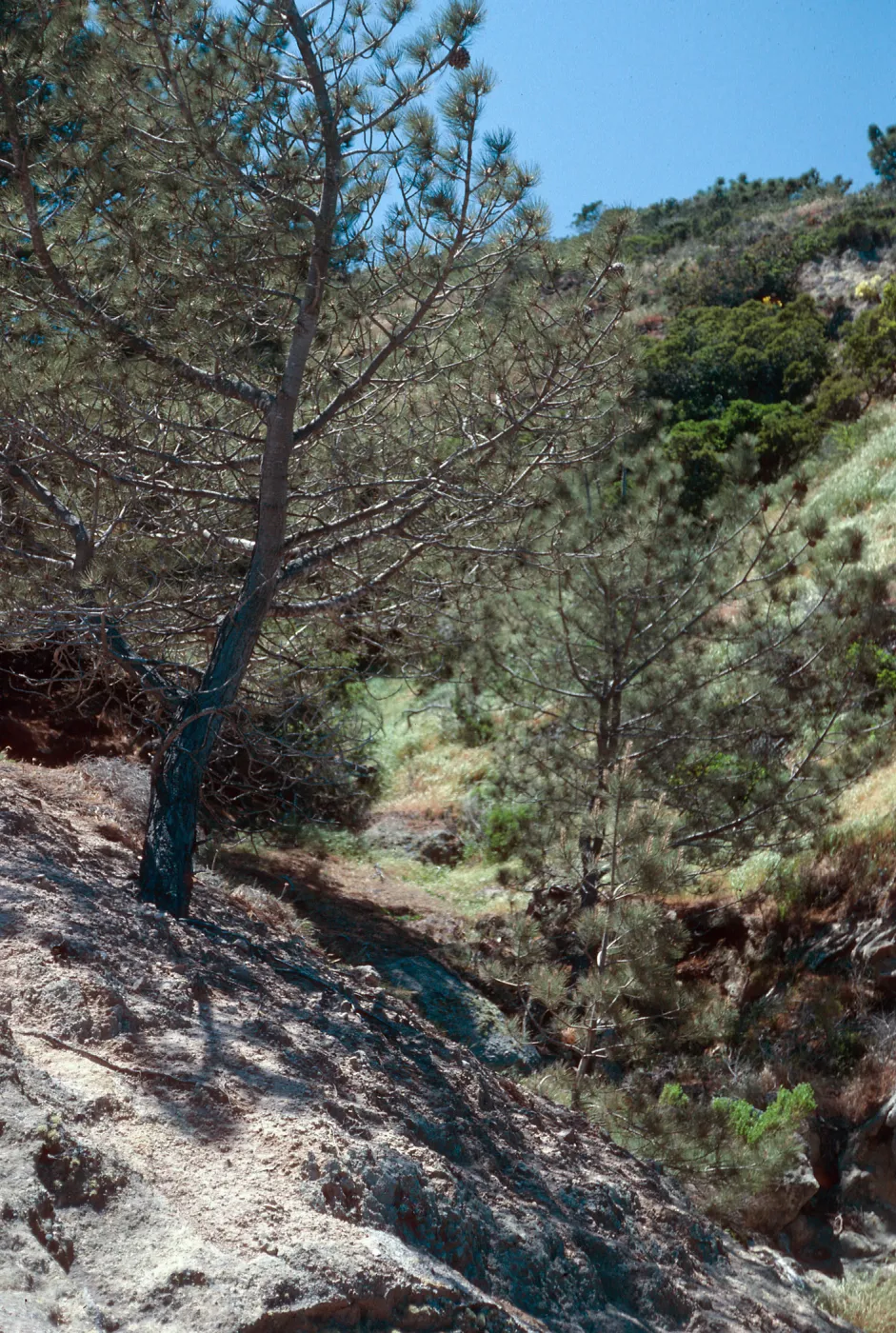 Torrey Pines, Beechers Bay, Santa Rosa Island