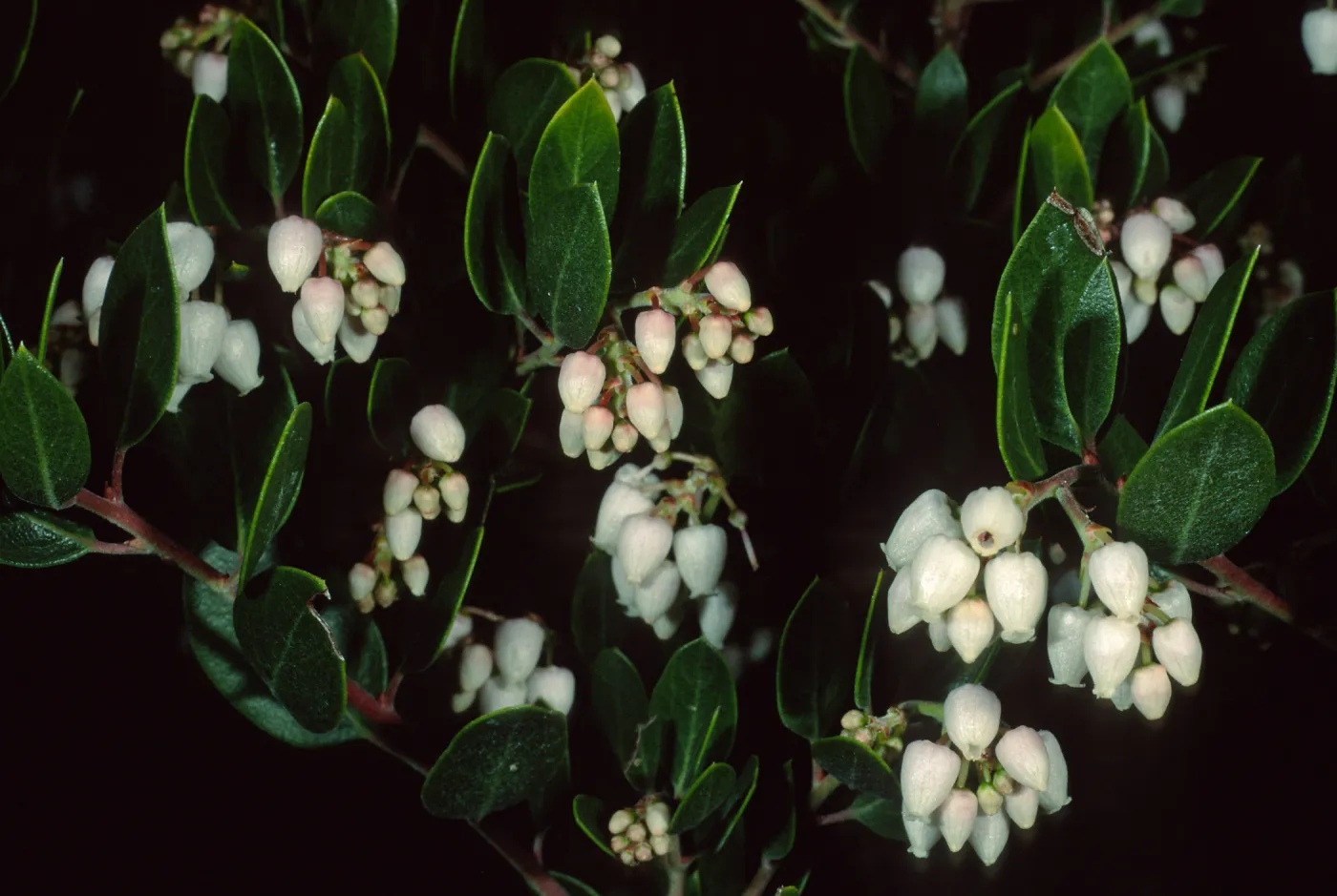 Arctostaphylos (Manzanita), Santa Barbara Botanic Garden