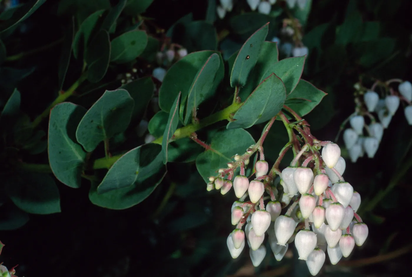 Arctostaphylos (Manzanita), Santa Barbara Botanic Garden