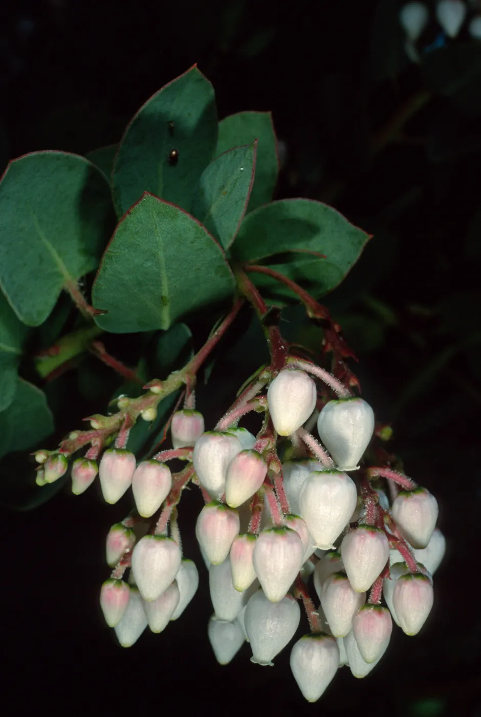 Arctostaphylos (Manzanita), Santa Barbara Botanic Garden