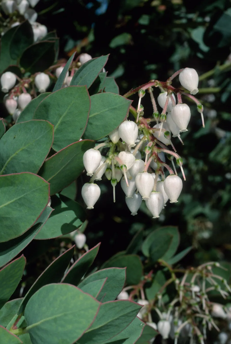 Arctostaphylos (Manzanita), Santa Barbara Botanic Garden