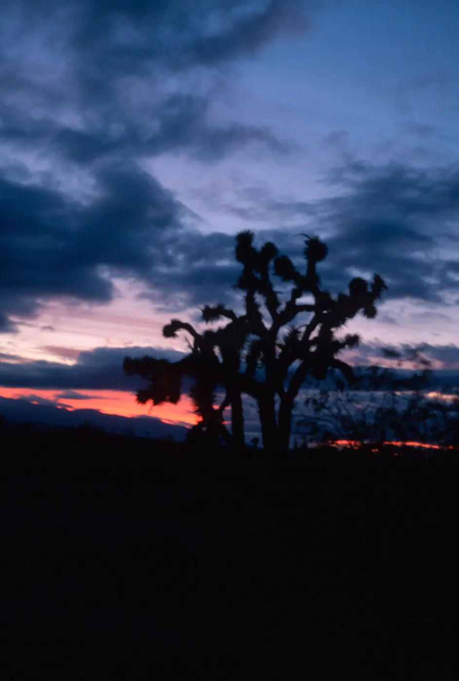 Joshua Tree - Yucca brevifolia, Palmdale Highway