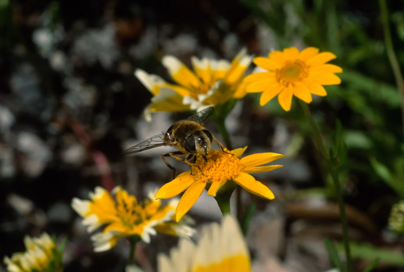 fly, Lasthenia, Santa Barbara Botanic Garden, 