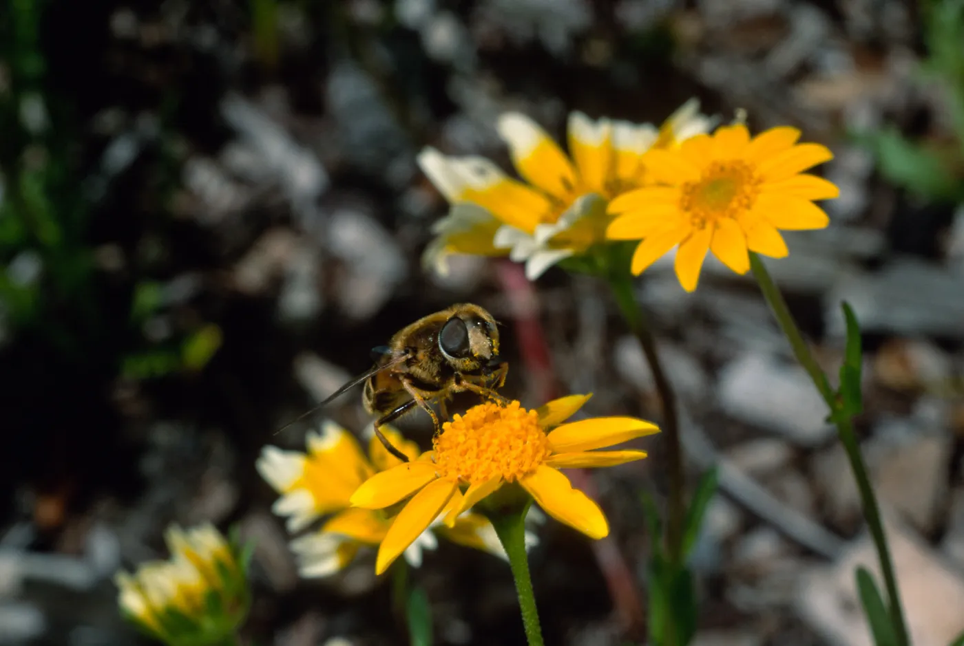 fly, Lasthenia, Santa Barbara Botanic Garden