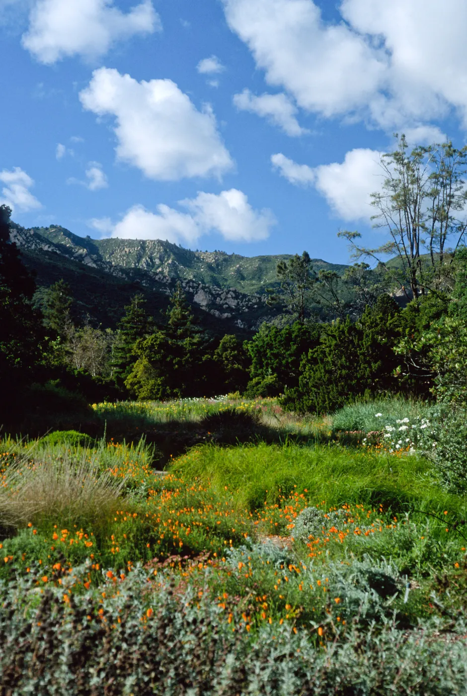 meadow, Santa Barbara Botanic Garden 
