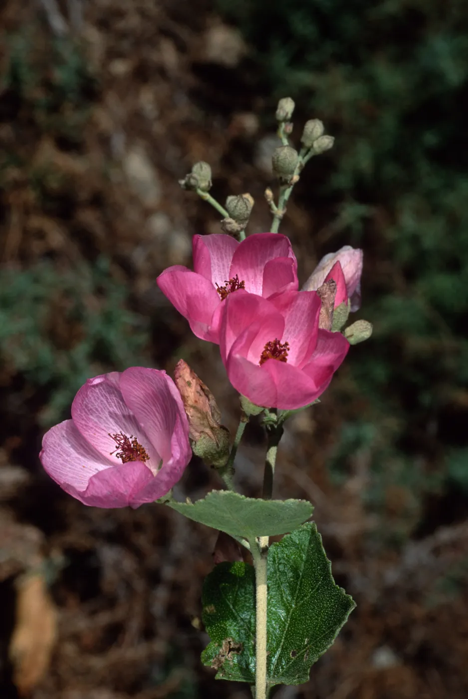 Malacothamnus, Santa Barbara Botanic Garden