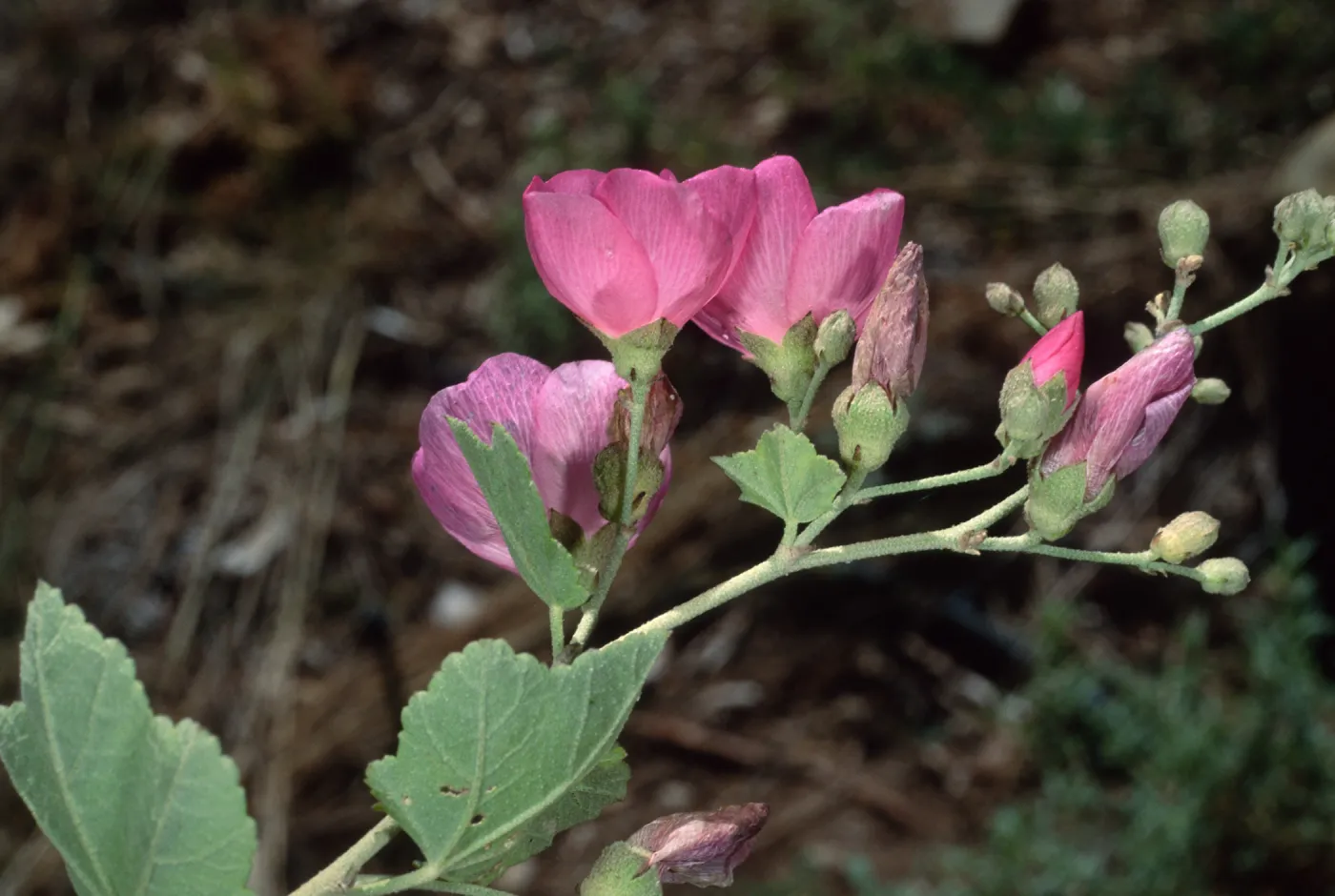 Malacothamnus, Santa Barbara Botanic Garden