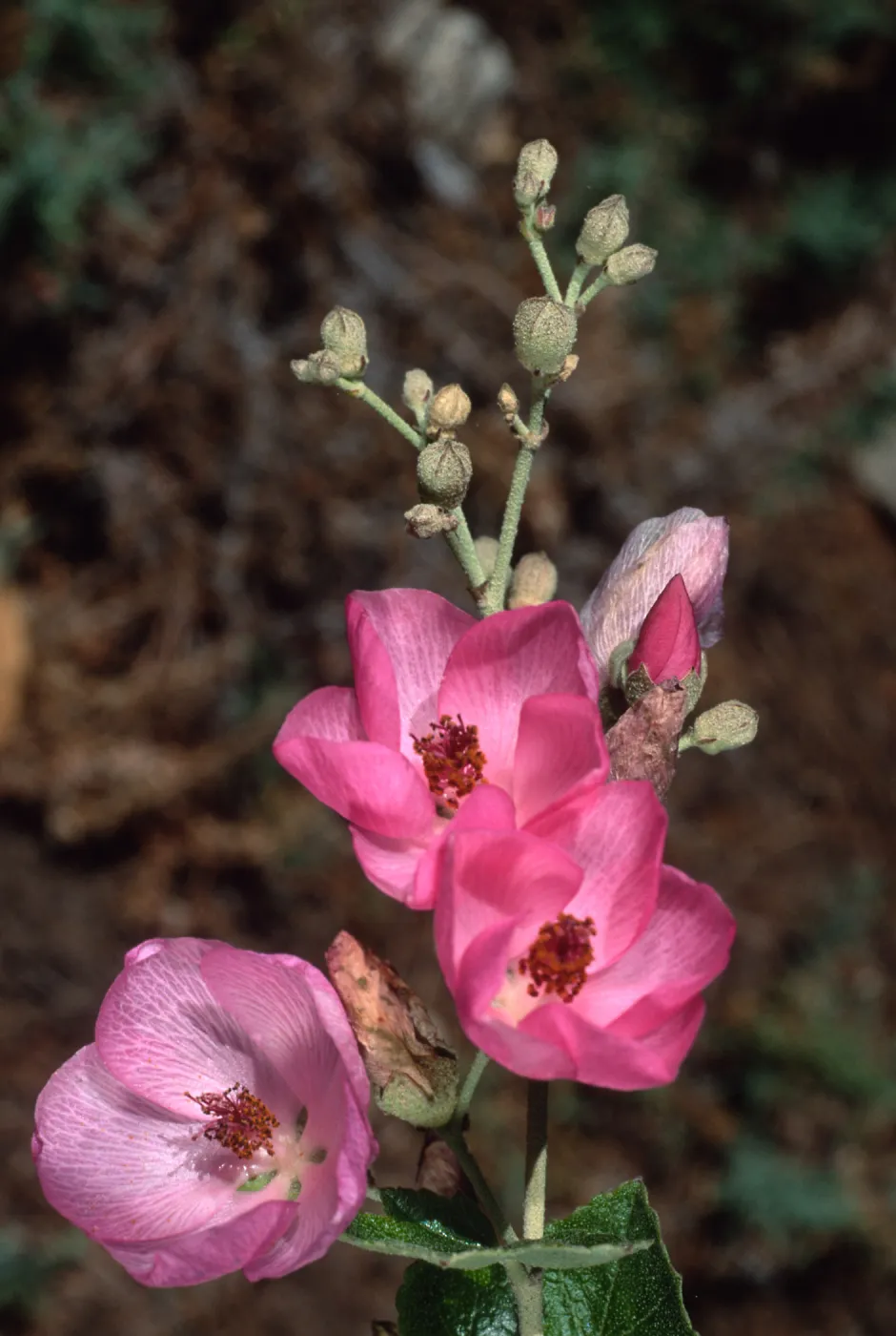 Malacothamnus, Santa Barbara Botanic Garden