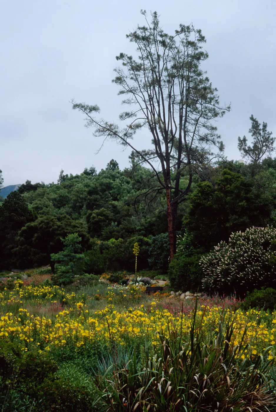 Aesculus (Buckeye), Agave (Century Plant), Oenothera, meadow, Santa Barbara Botanic Garden