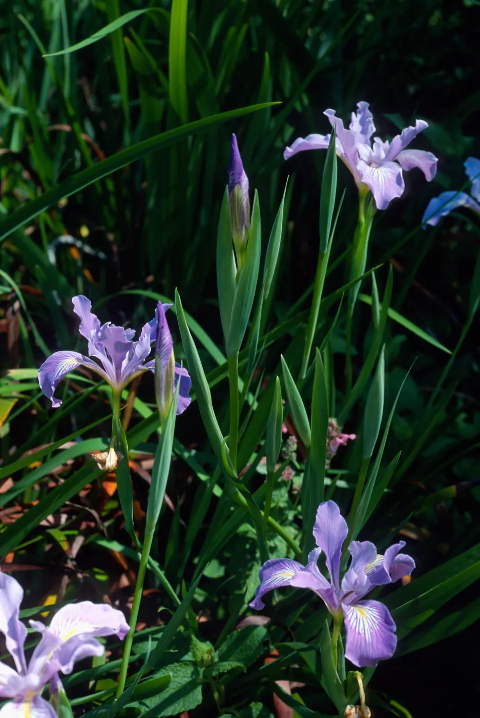 Iris douglasiana, Santa Barbara Botanic Garden