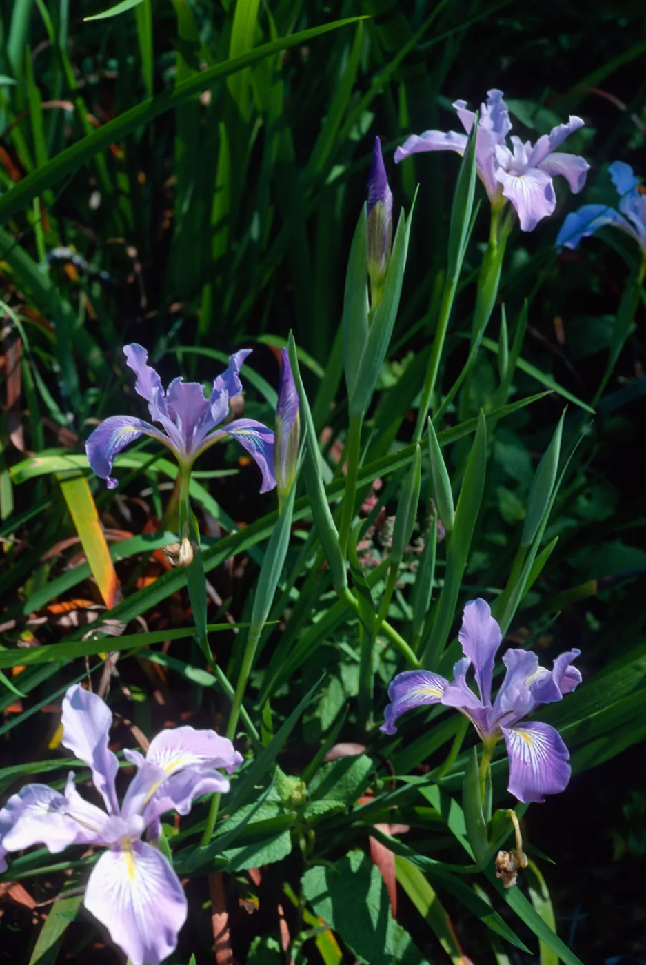 Iris douglasiana, Santa Barbara Botanic Garden