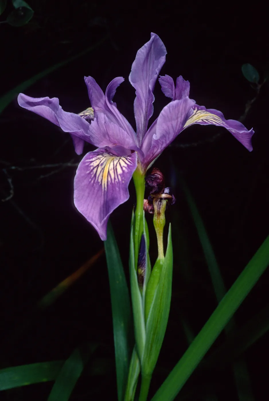 Iris douglasiana, Santa Barbara Botanic Garden