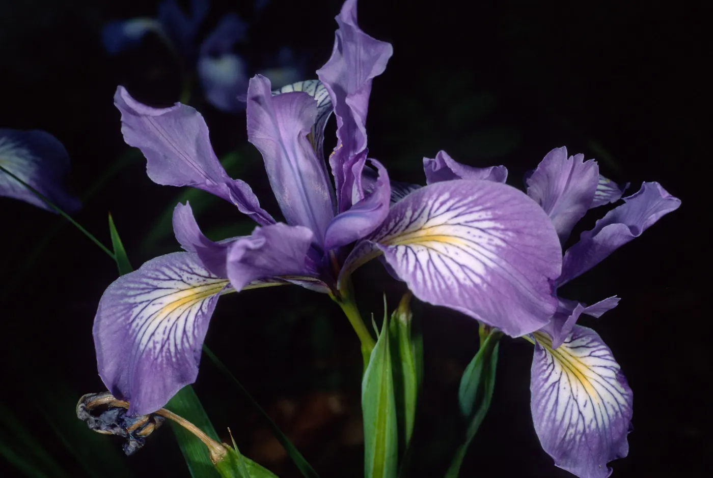 Iris douglasiana, Santa Barbara Botanic Garden