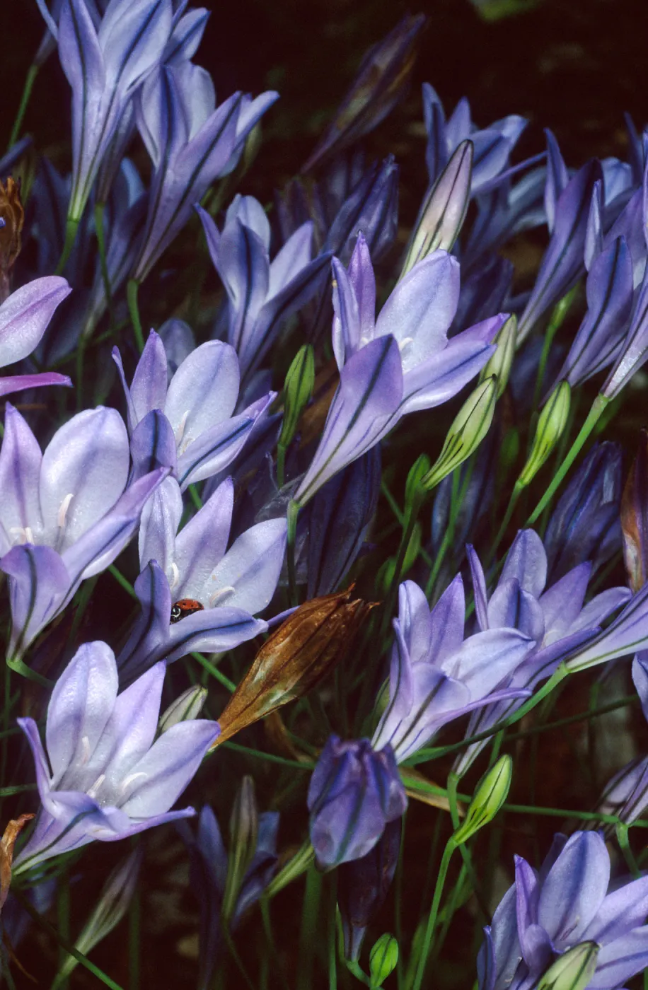 Triteleia laxa, Santa Barbara Botanic Garden