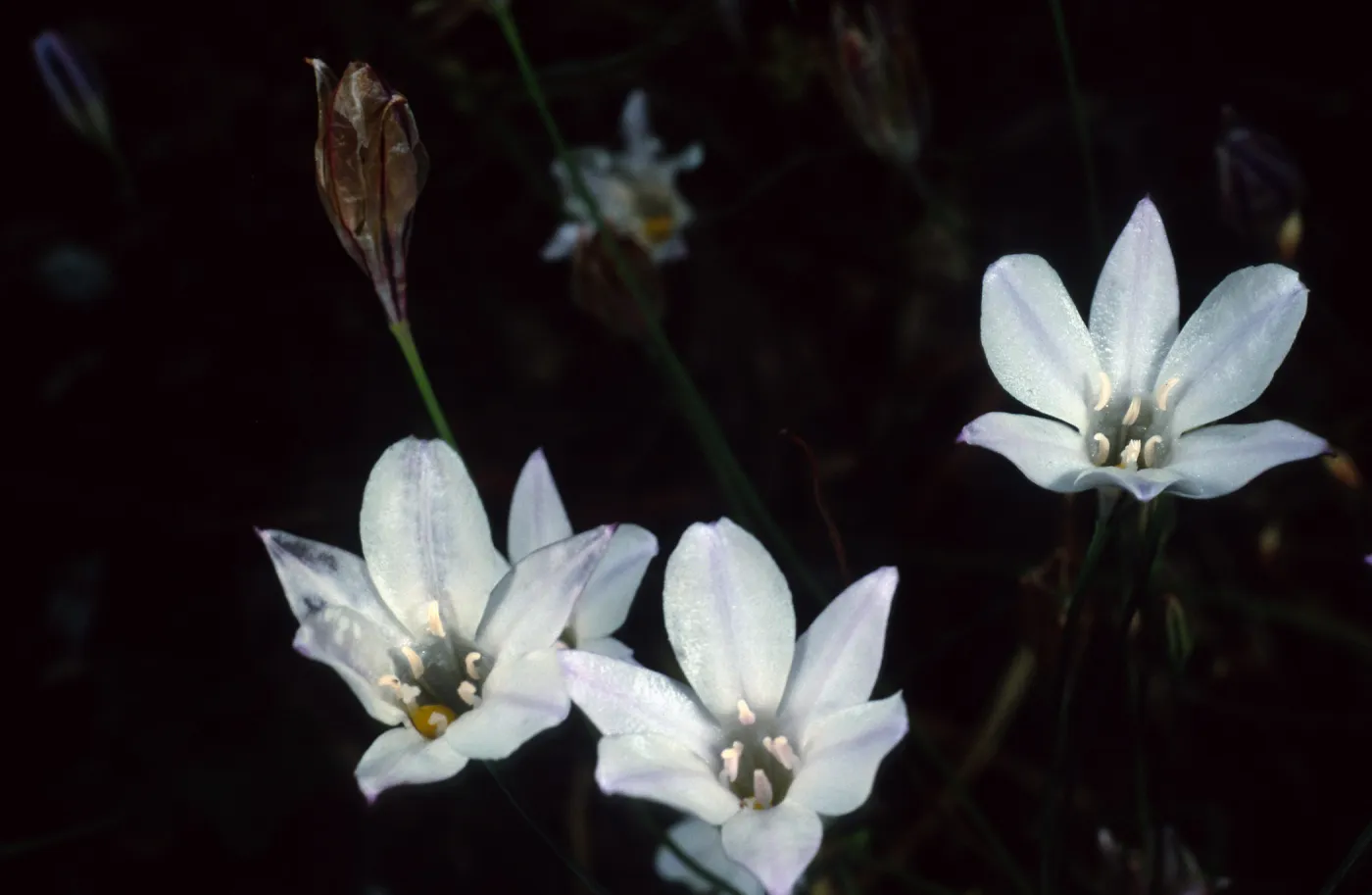Triteleia hyacinthina, Santa Barbara Botanic Garden