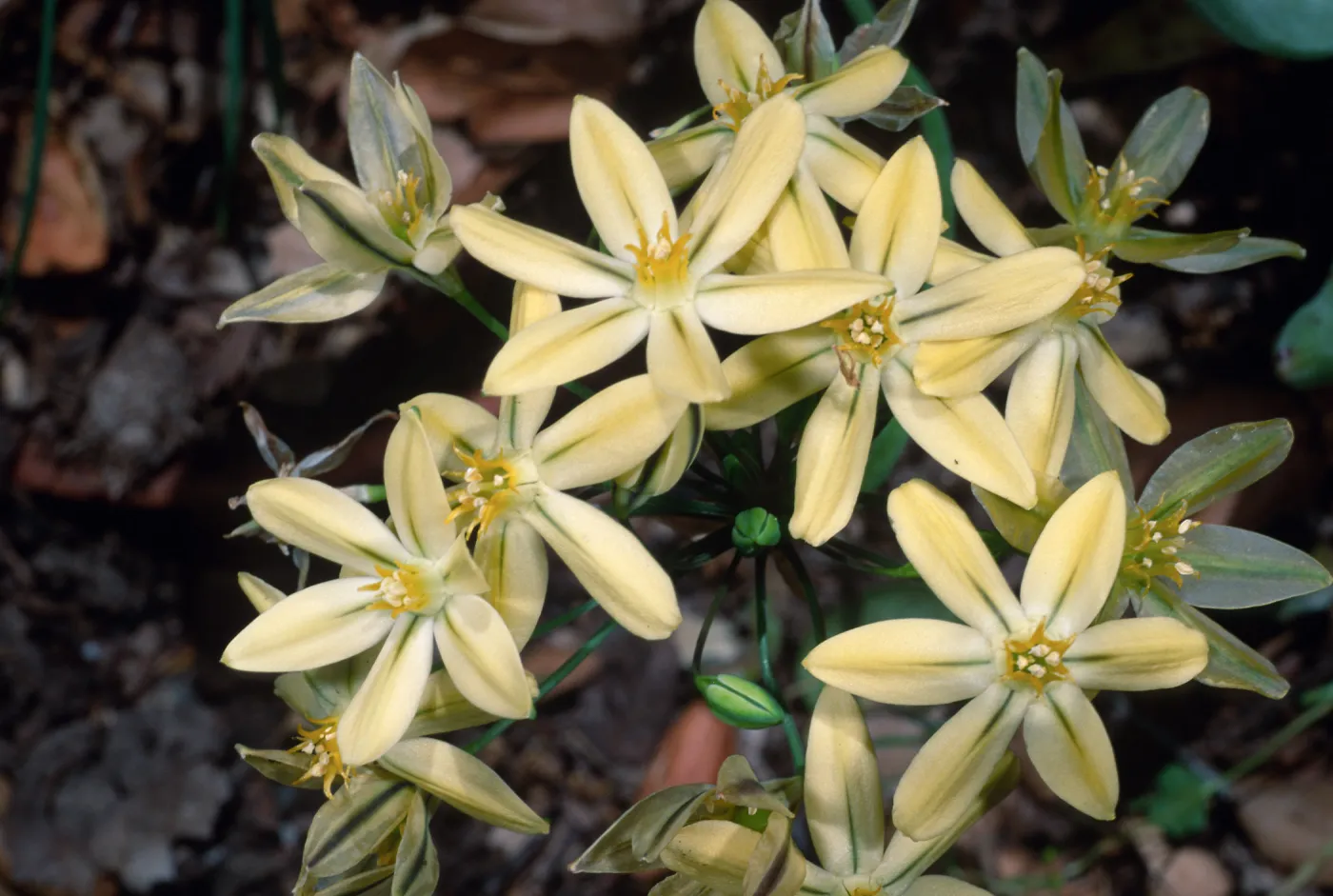 Triteleia ixioides subspecies scabra, Campbell Trail, Santa Barbara Botanic Garden
