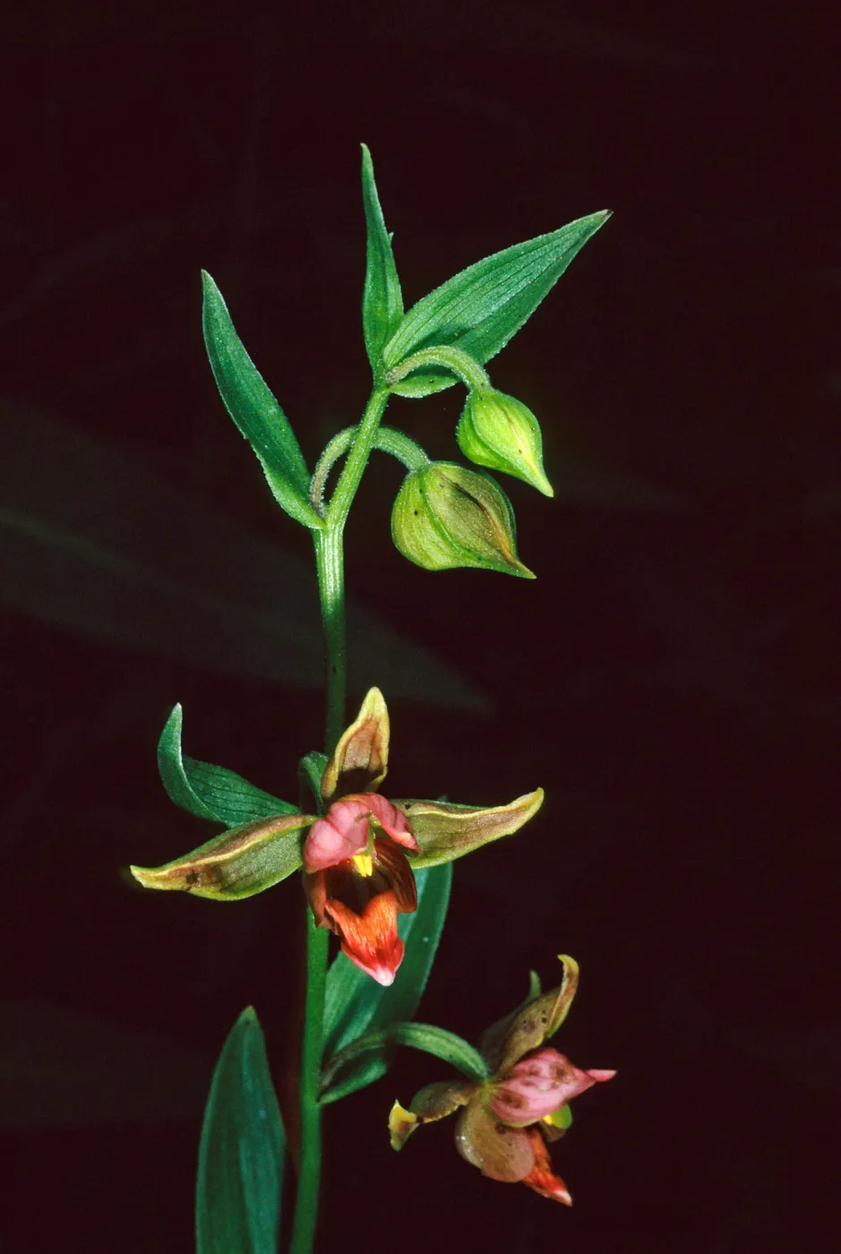 Epipactis gigantea, Arroyo Section, Santa Barbara Botanic Garden