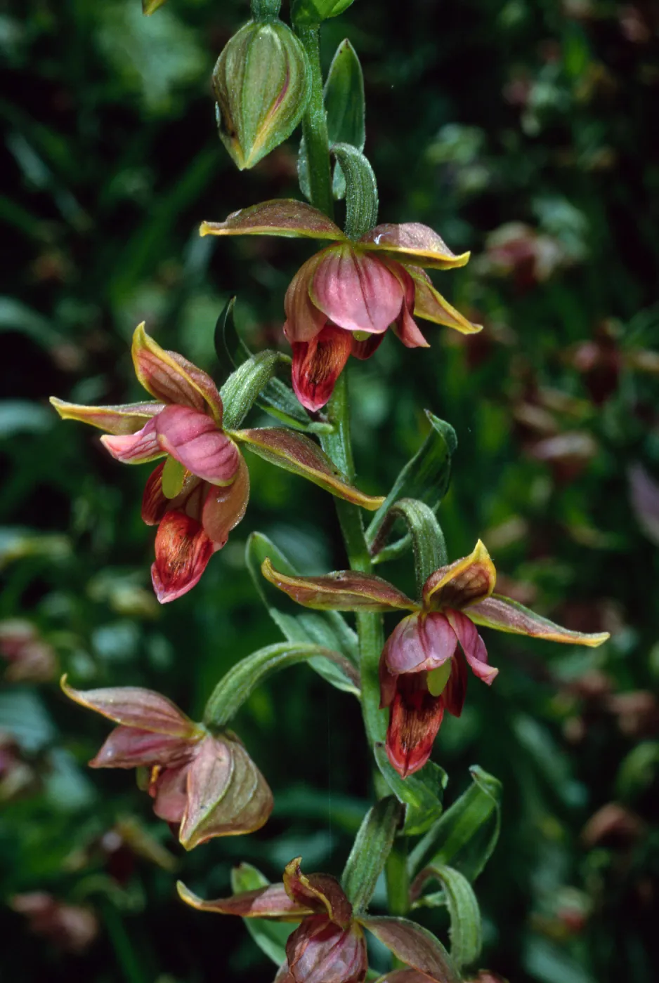 Epipactis gigantea, Arroyo Section, Santa Barbara Botanic Garden