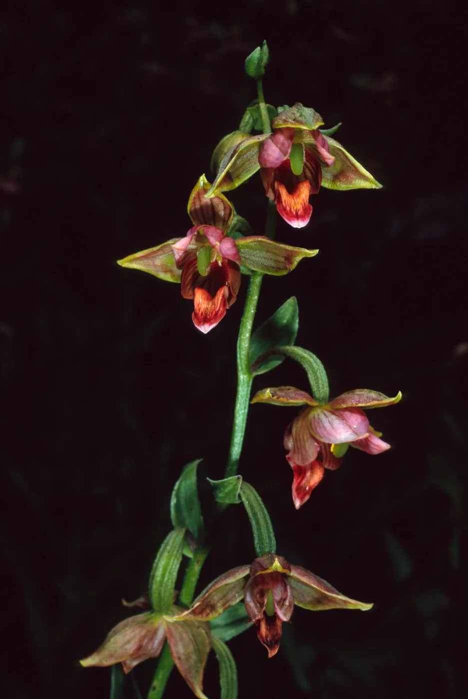 Epipactis gigantea, Arroyo Section, Santa Barbara Botanic Garden