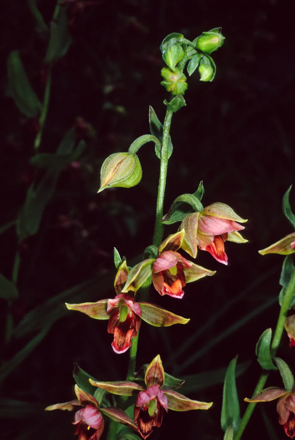 Epipactis gigantea, Arroyo Section, Santa Barbara Botanic Garden