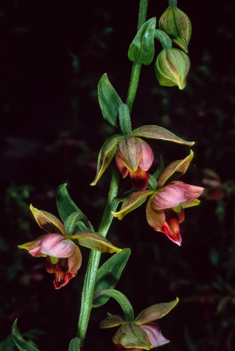 Epipactis gigantea, Arroyo Section, Santa Barbara Botanic Garden