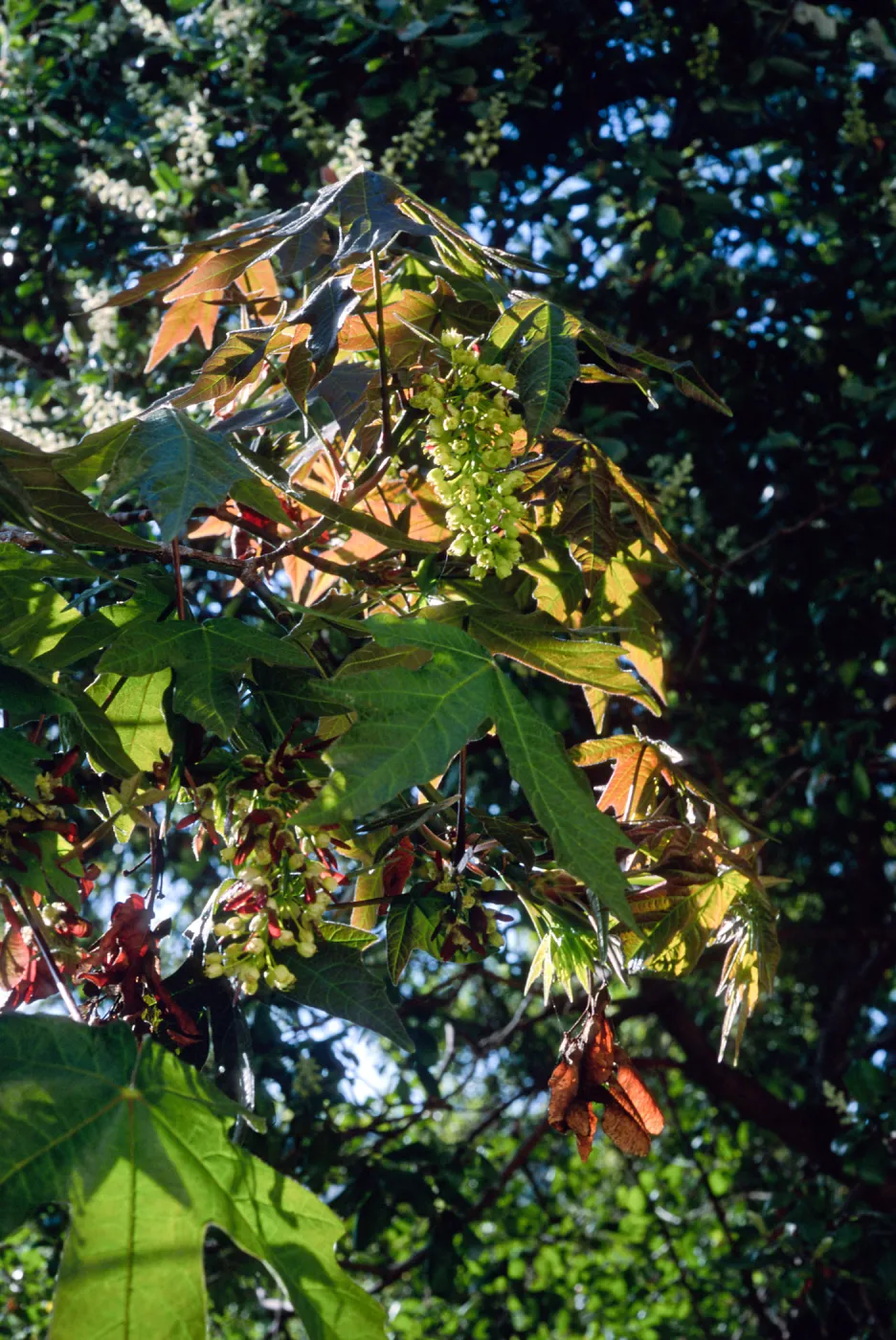 Acer macrophyllum, Santa Barbara Botanic Garden