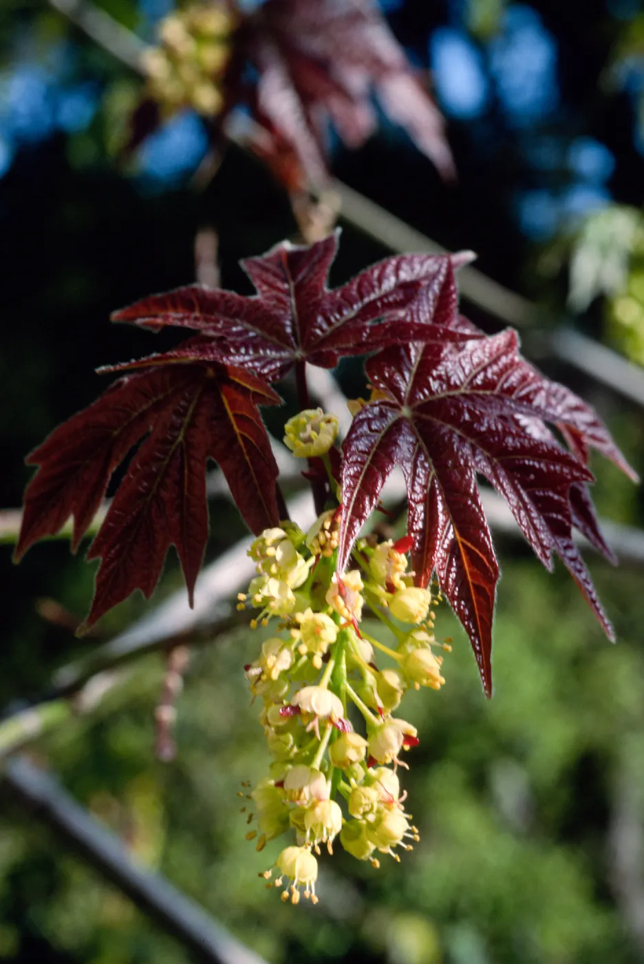 Acer macrophyllum, Santa Barbara Botanic Garden