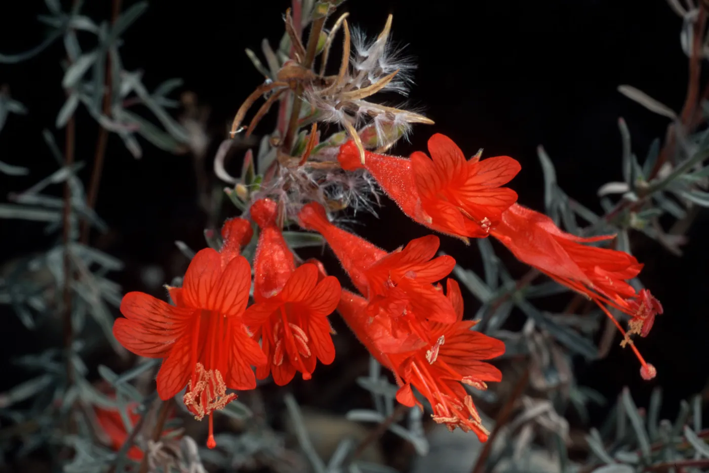Zaushcneria californica, Santa Barbara Botanic Garden