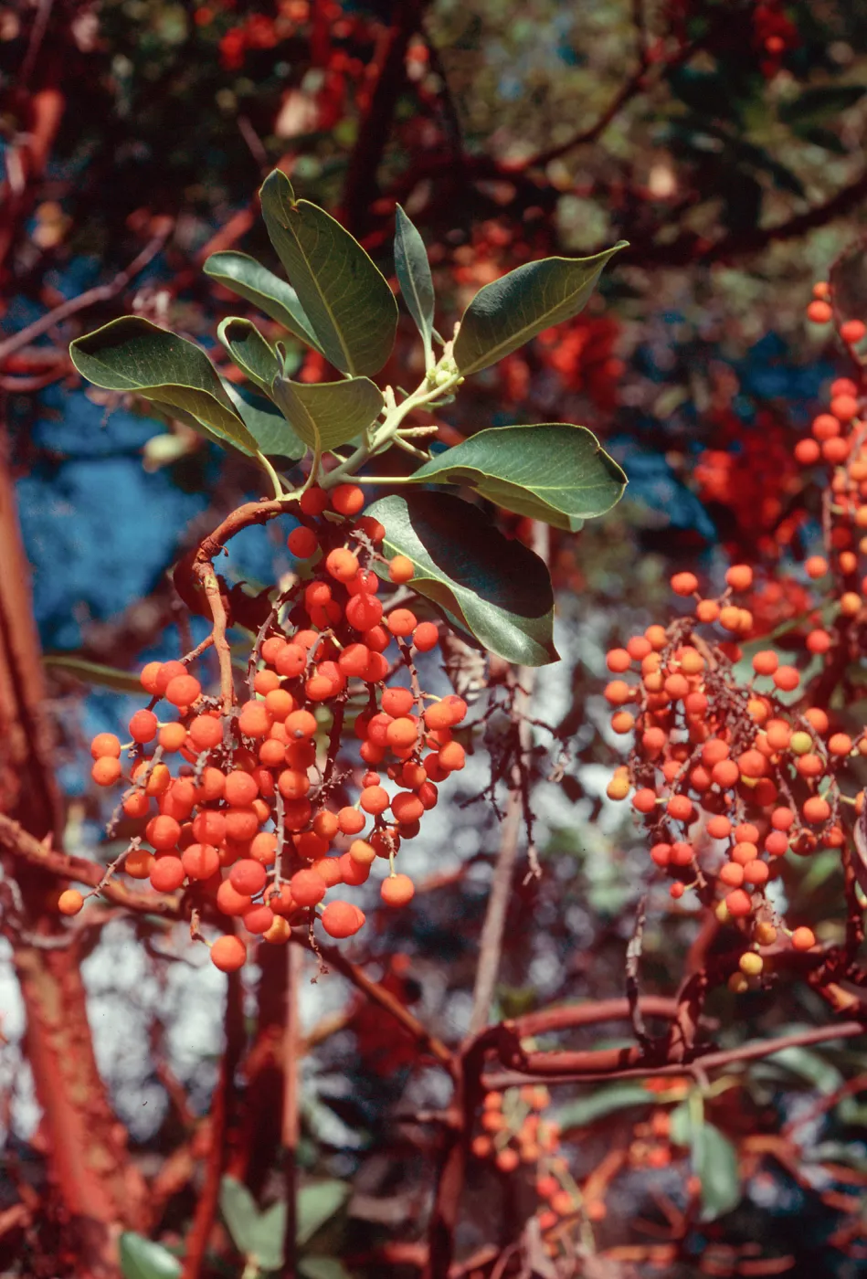 Arbutus, Arroyo Section, Santa Barbara Botanic Garden