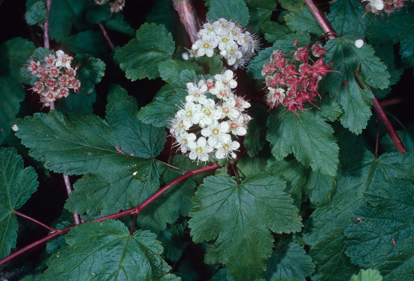 Physocarpus capitatus, Arroyo Section, Santa Barbara Botanic Garden