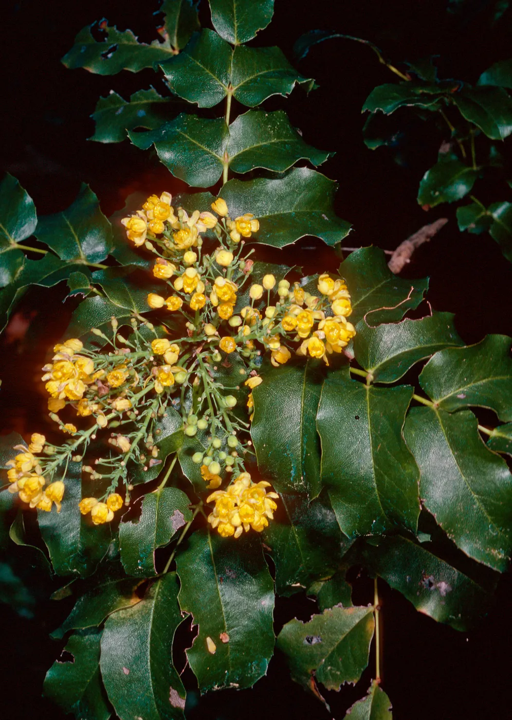 Mahonia pinnata insularis (=Berberis), Santa Barbara Botanic Garden