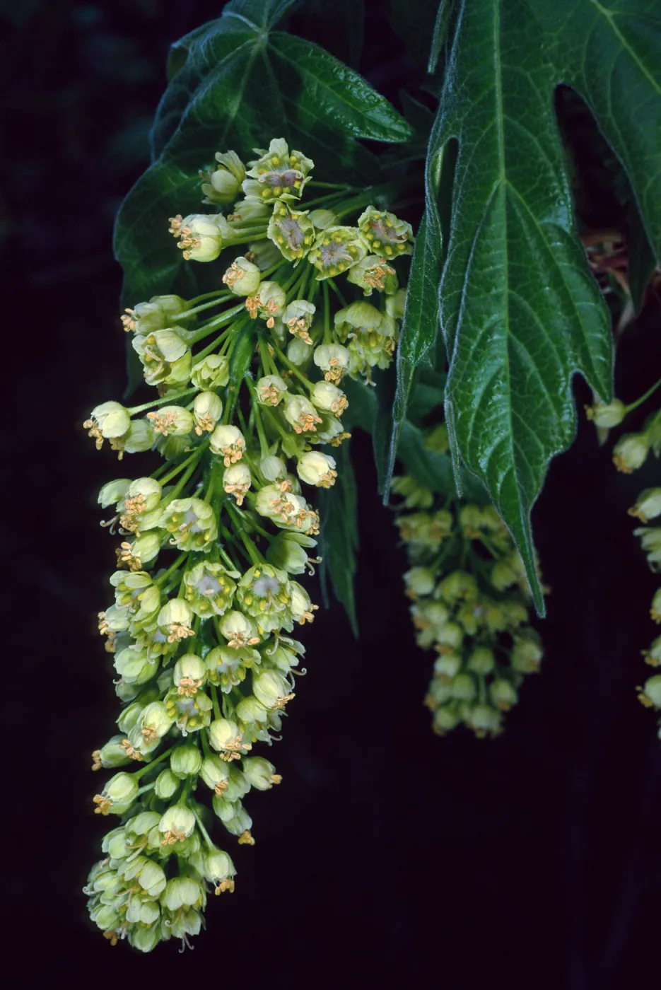 Acer Macrophyllum, West fork of Cold Springs Trail, Santa Ynez Mountains
