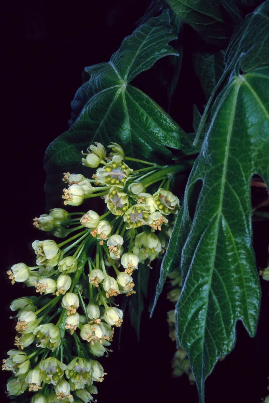 Acer Macrophyllum, West fork of Cold Springs Trail, Santa Ynez Mountains
