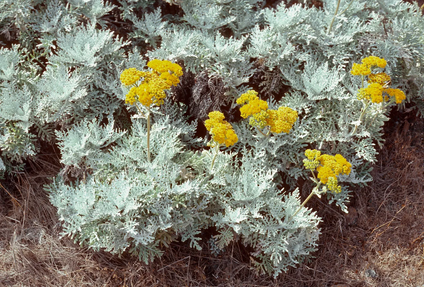 Eriophyllum nevinii, Southeast corner of airfield, San Clemente Island