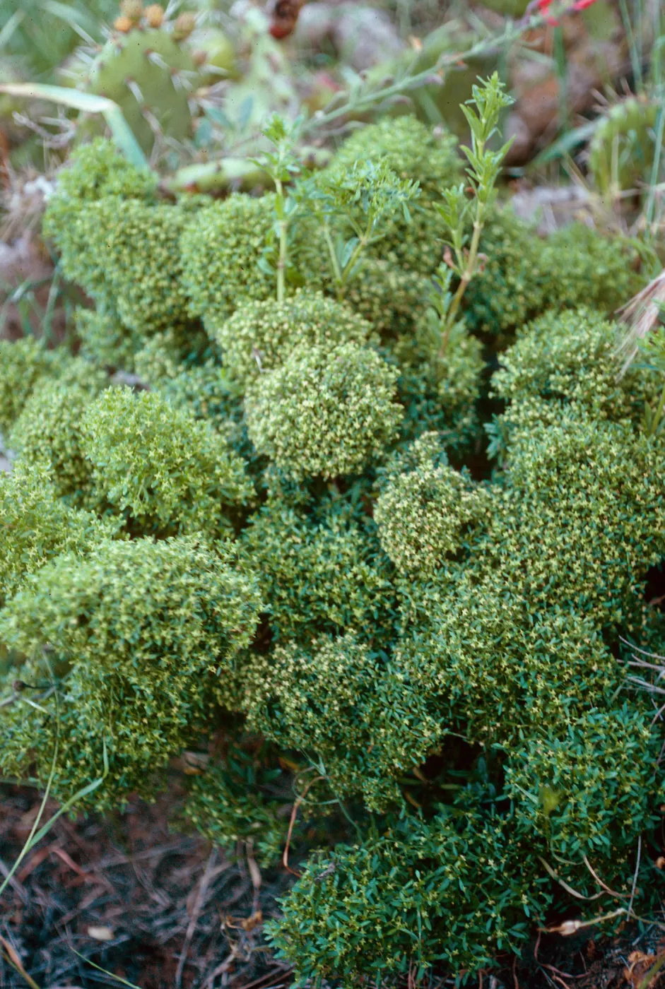 Galium catalinensis acrispum, SCI-230, Δ Jack, San Clemente Island