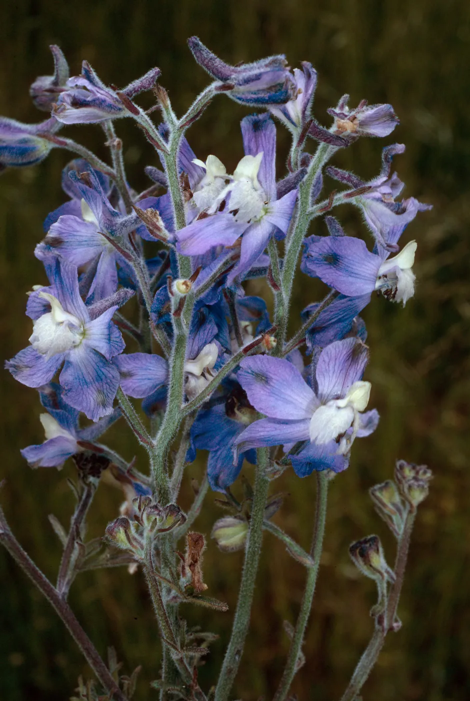 Delphinium variegatum thornei, SCI-215, Middle Ranch Canyon, San Clemente Island