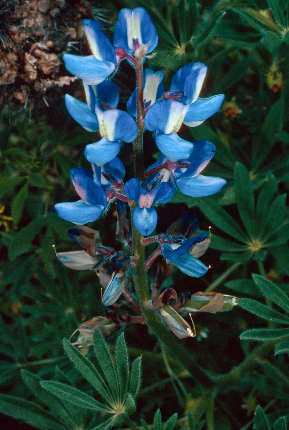 Lupinus guadalupensis, base of Eel Point grade, San Clemente Island