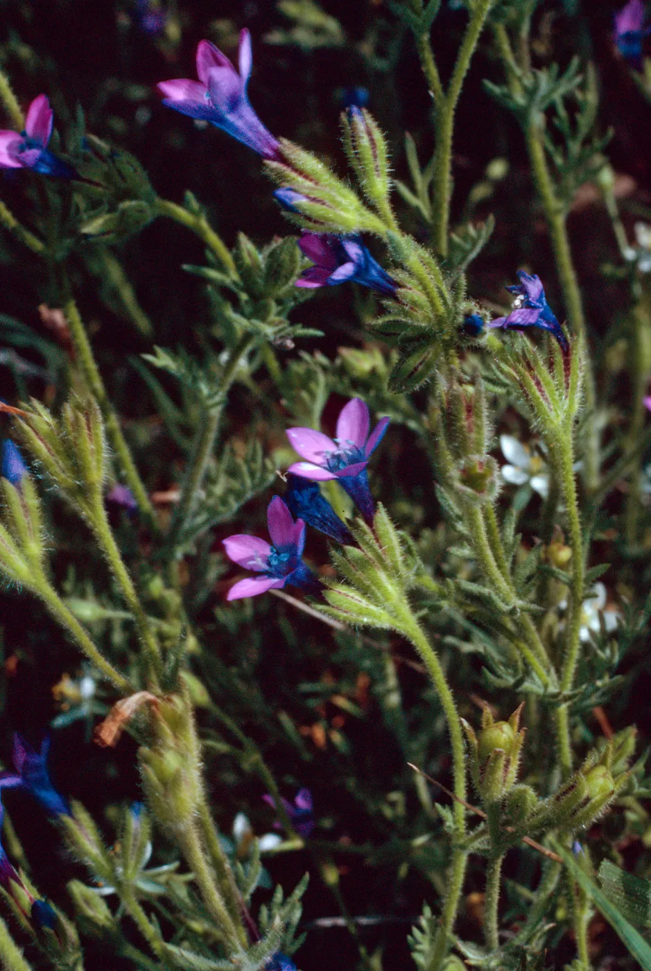 Gilia nevinii, near field station, San Clemente Island