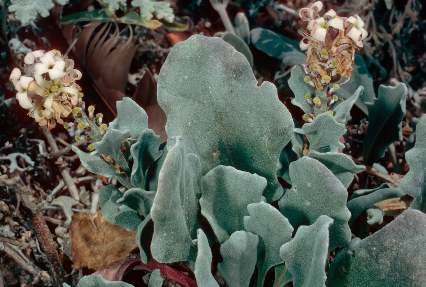 Dithyrea maritima, East of Seal Beach, Southwest end, San Nicolas Island
