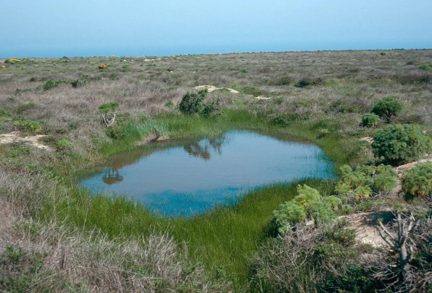 vernal pool, just West of airfield, San Nicolas Island