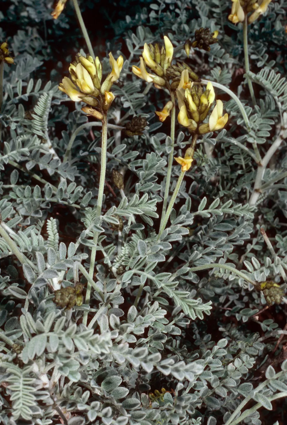 Astragalus traskiae, terrace, San Nicolas Island