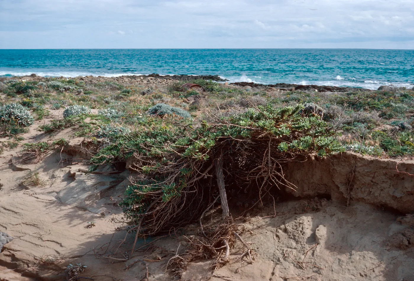 exposed root, Haplopappus venetus, West of Daytona Beach, San Nicolas Island