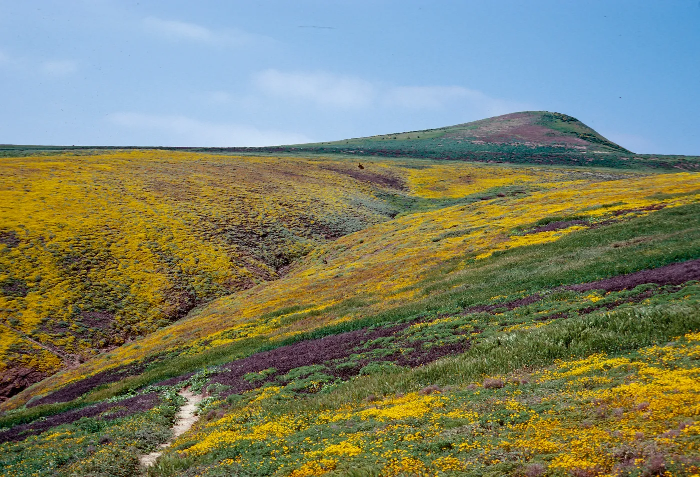 Lasthenia, Cliff Canyon: looking toward North Peak, Santa Barbara Island