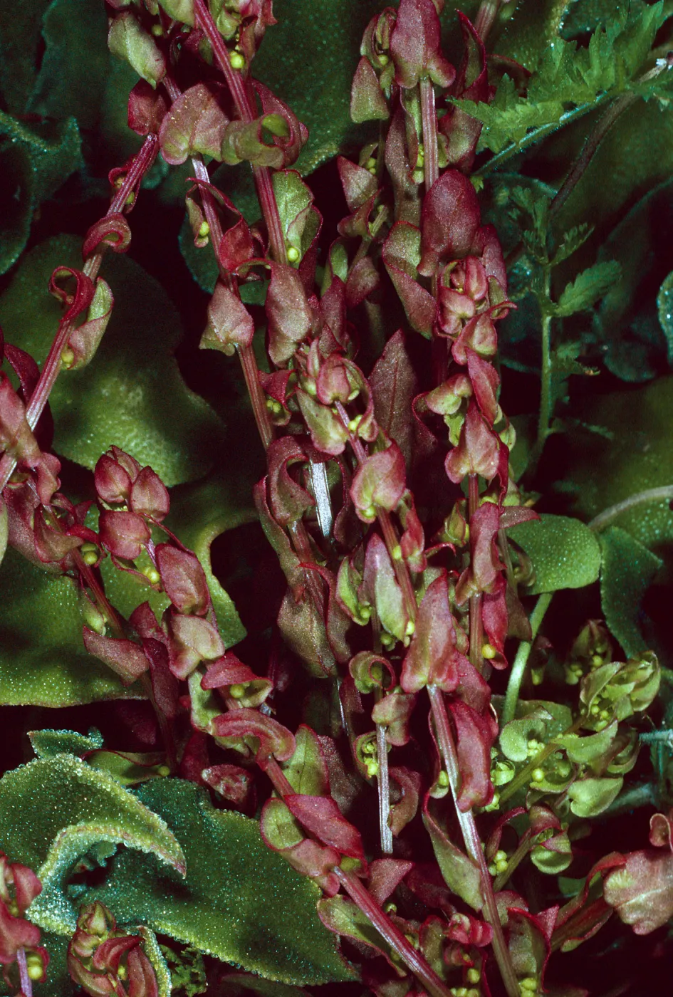 Aphanisma, Southeast side of island, Santa Barbara Island