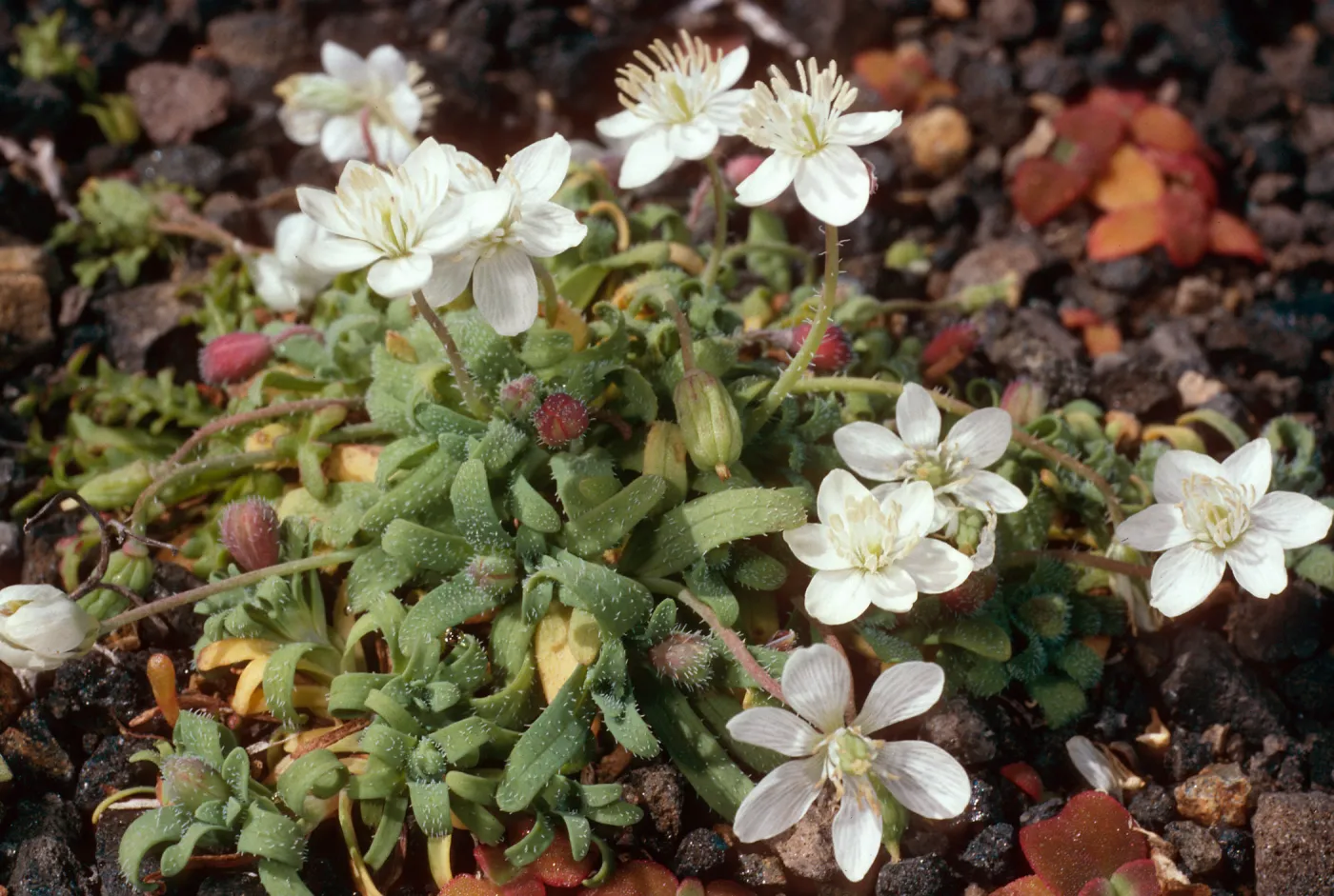Platystemon, upper Cliff Canyon, Santa Barbara Island