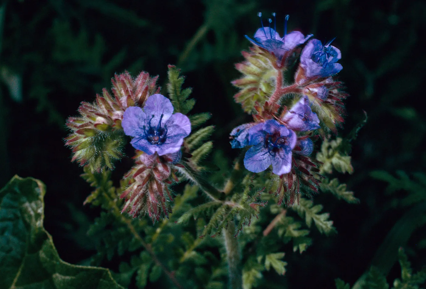 Phacelia distans, Cave Canyon, Santa Barbara Island